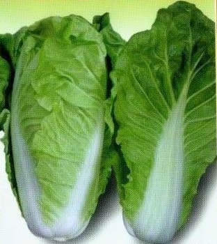 富士快菜