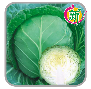 绿地甘蓝