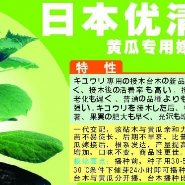 优清台木--黄瓜专用嫁接砧木