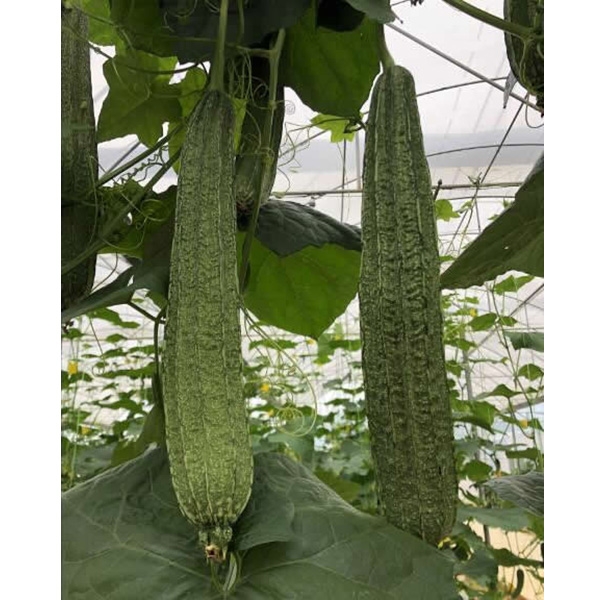 花迈三号(预告品种)