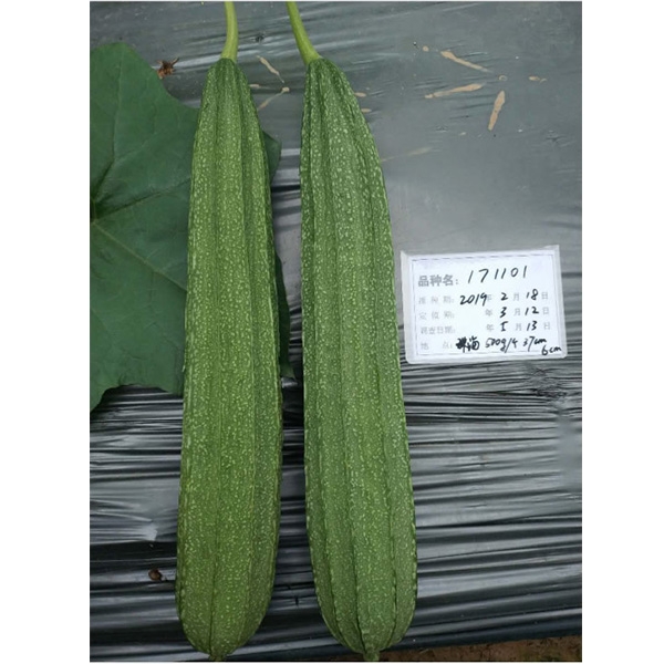 广良1101花点丝瓜