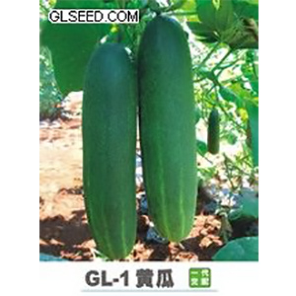 GL-1黄瓜