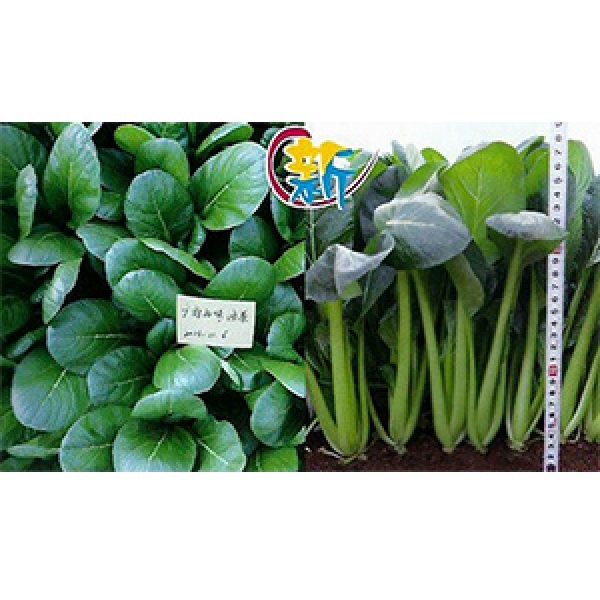  广府好味油菜
