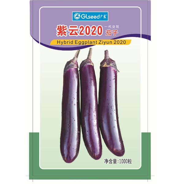 紫云2020茄子