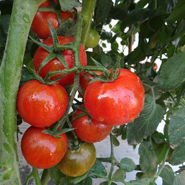 拉多克2154番茄