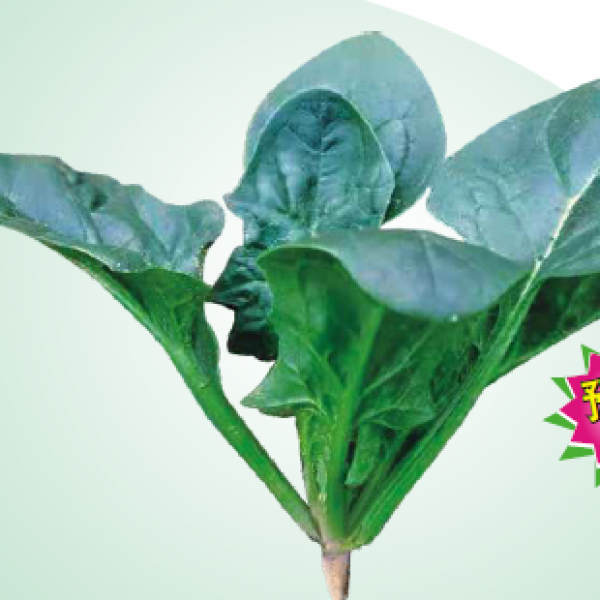 新时尚1808菠菜（预告品种）