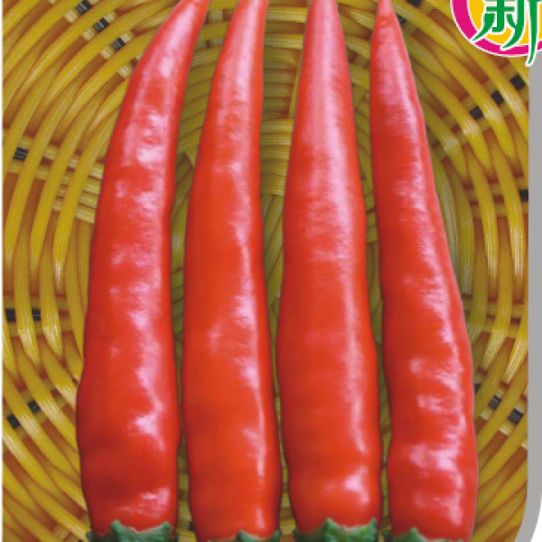 广良8号朝天椒（新品）