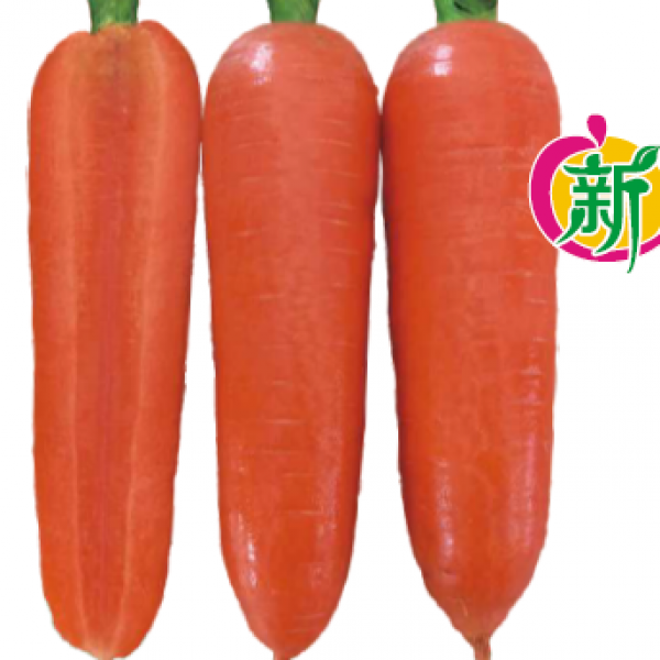 广良103F1胡萝卜