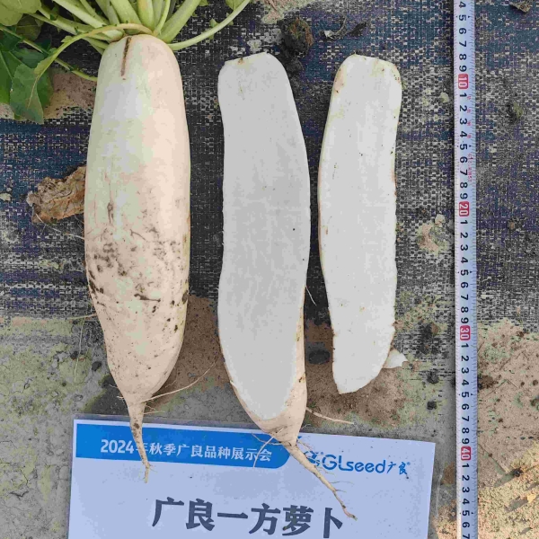 广良一方萝卜（预告）