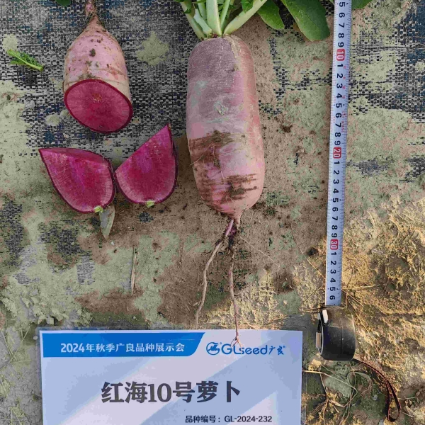 红海10号萝卜（预告）