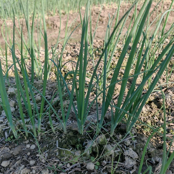 GL8018小葱（预告）