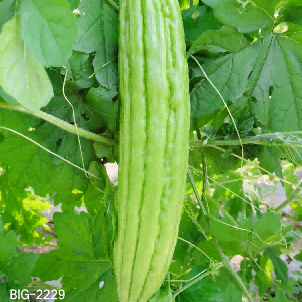ZH2177Y苦瓜（预告）