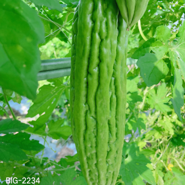 ZH2169Y苦瓜（预告）