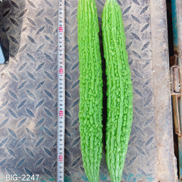 ZH2183P苦瓜（预告）