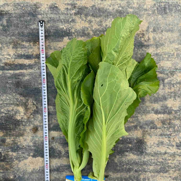 GL-24F1杂交芥菜（预告）