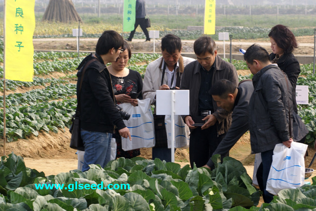 2013广良蔬菜品种展示会(图11)