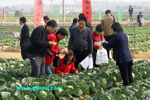 2013广良蔬菜品种展示会(图10)