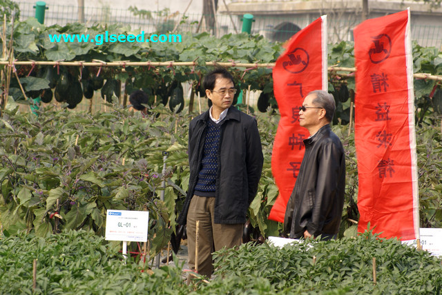 2013广良蔬菜品种展示会(图9)