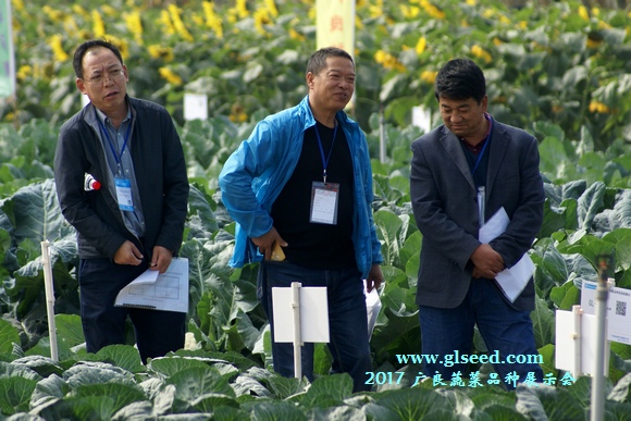 2017广良蔬菜品种展示会--喜迎八方客(图28)