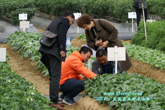 2017广良蔬菜品种展示会--喜迎八方客(图25)