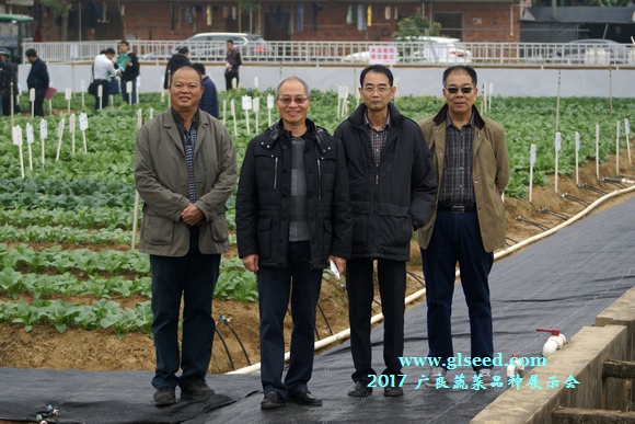 2017广良蔬菜品种展示会--喜迎八方客(图18)