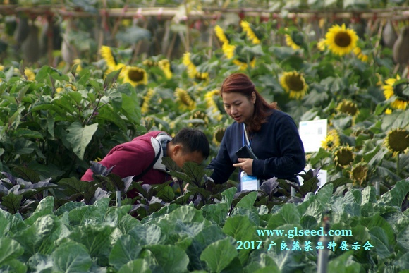 2017广良蔬菜品种展示会--喜迎八方客(图32)