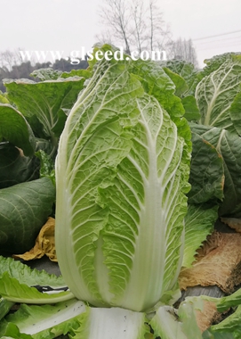 CR秋鸣大白菜(图1) CR秋鸣大白菜(图1)