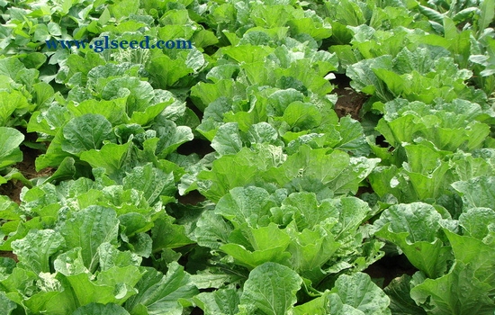 夏季露地蔬菜的种植管理技术(图4)