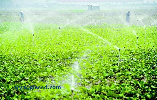 夏季露地蔬菜的种植管理技术(图2)