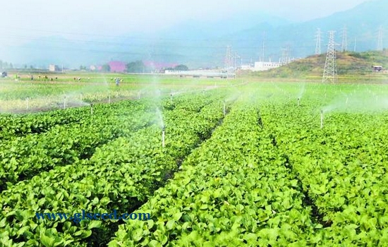 夏季露地蔬菜的种植管理技术(图5)