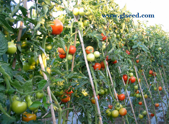 夏秋西红柿的栽培技术及管理(图2)
