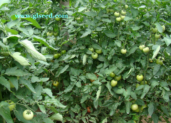 夏秋西红柿的栽培技术及管理(图1)