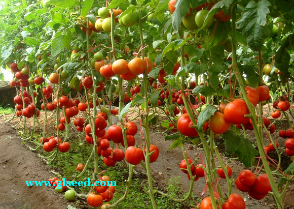 夏秋西红柿的栽培技术及管理(图3)