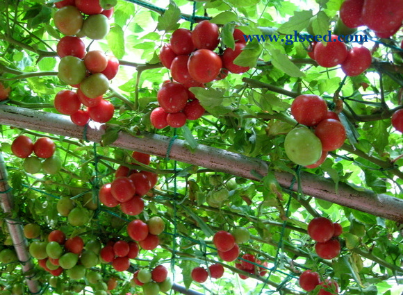 夏秋西红柿的栽培技术及管理(图4)