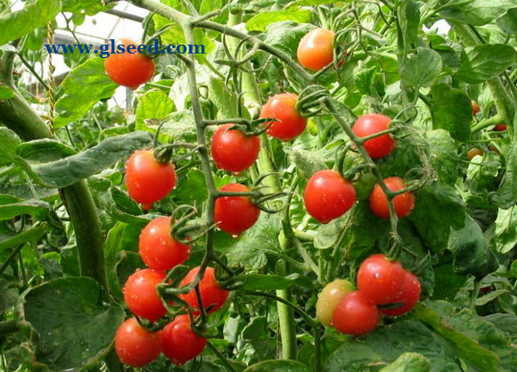 夏秋西红柿的栽培技术及管理(图5)