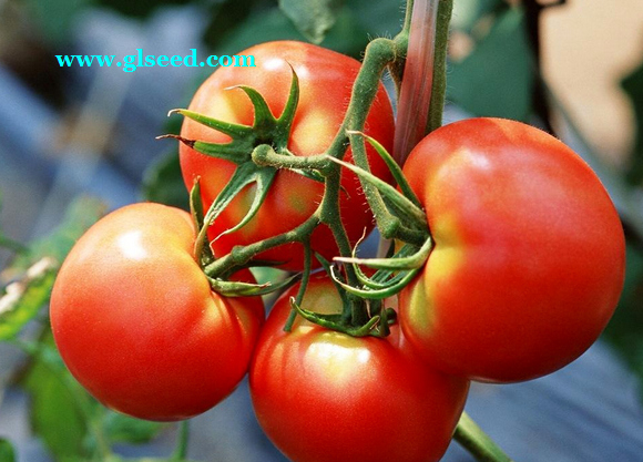夏秋西红柿的栽培技术及管理(图7)