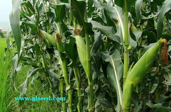 春播甜玉米无公害高产栽培技术(图2)