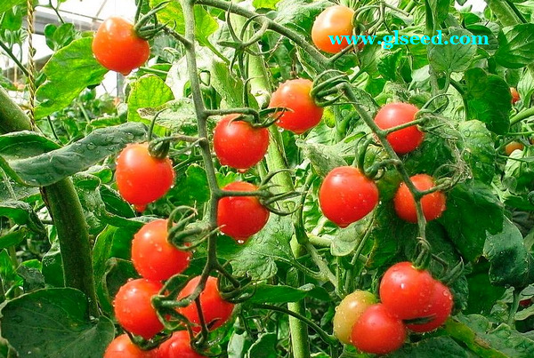 春番茄露地栽培技术(图5)
