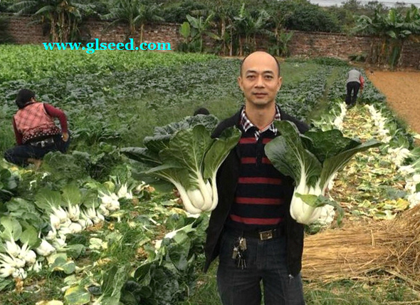 四季不结球白菜的管理和栽培(图8)