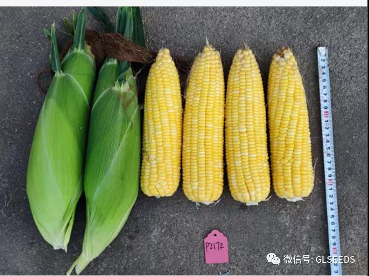 广东种业创新成果展示活动——鲜食玉米(图3)