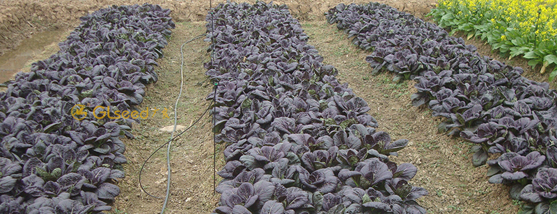 紫依青梗菜(图1)