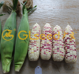 广良彩甜糯9号（预告品种）