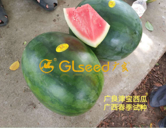 津宝无籽西瓜