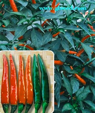 广良19号朝天椒