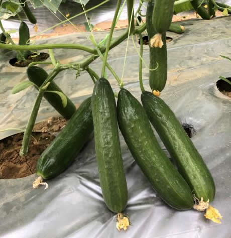 广良1618水果黄瓜（新品种）