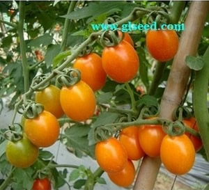  拉多克10号小番茄