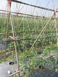 农用绳 马来西亚原装进口