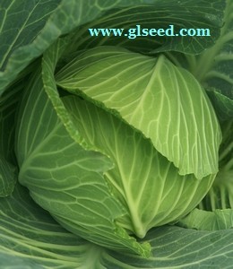 广良桂味甘蓝