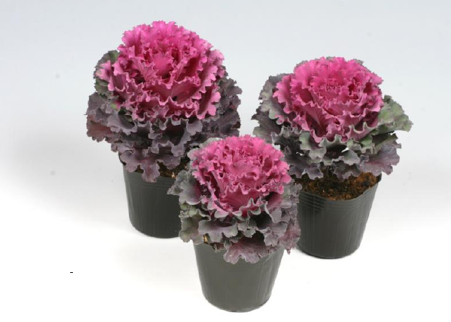 羽衣甘蓝YK GL-003