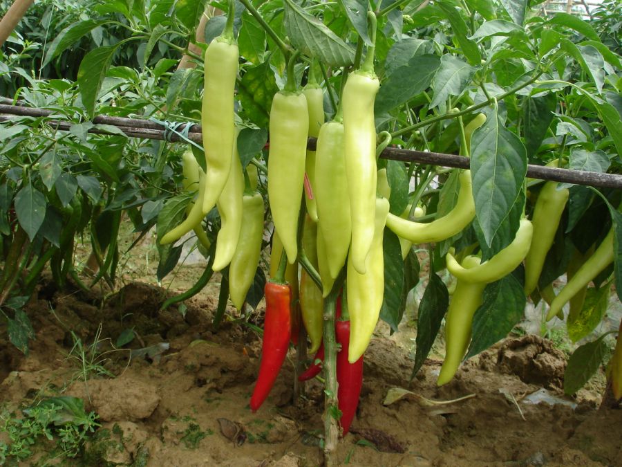 满树辣椒
